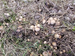 Coprinellus micaceus