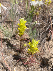 Orthocarpus barbatus