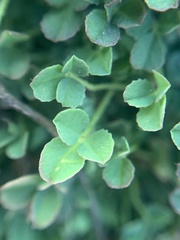 Trifolium monanthum