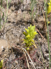 Orthocarpus barbatus
