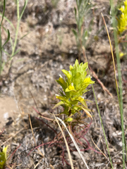 Orthocarpus barbatus