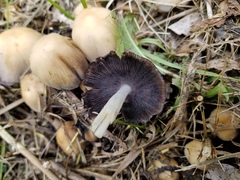 Coprinellus micaceus
