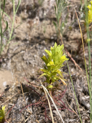Orthocarpus barbatus