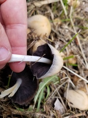 Coprinellus micaceus
