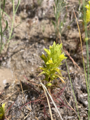 Orthocarpus barbatus