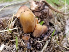 Coprinellus micaceus