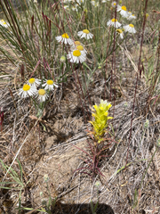 Orthocarpus barbatus