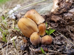 Coprinellus micaceus