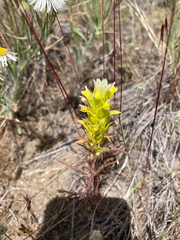 Orthocarpus barbatus