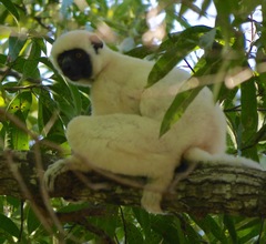 Propithecus deckenii