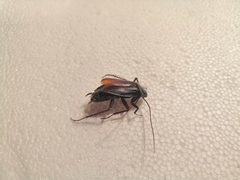 Blatta orientalis