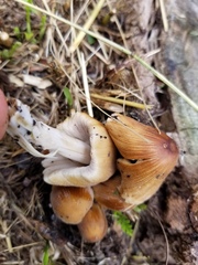 Coprinellus micaceus