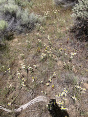 Orthocarpus barbatus