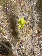 Orthocarpus barbatus