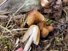 Coprinellus micaceus