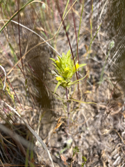 Orthocarpus barbatus