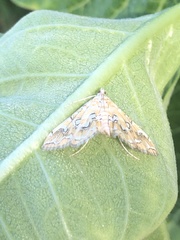 Elophila icciusalis
