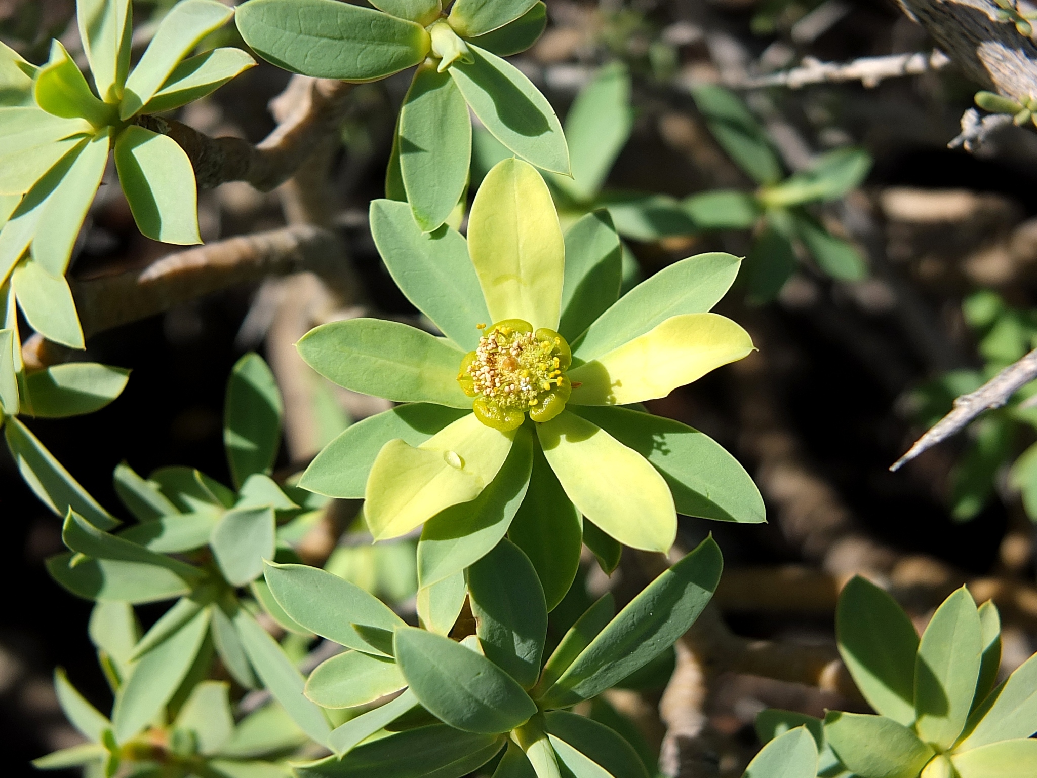 Euphorbia balsamifera ssp. balsamifera