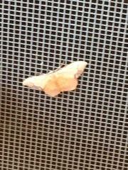 Idaea ostrinaria