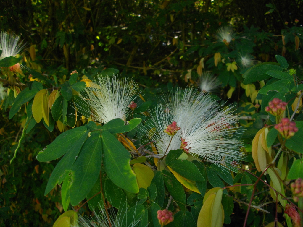 Calliandra coriacea