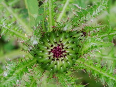 Cirsium drummondii