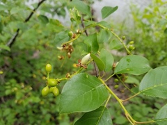 Prunus virginiana