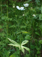 Ranunculus platanifolius