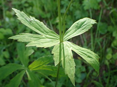 Ranunculus platanifolius
