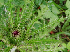 Cirsium drummondii