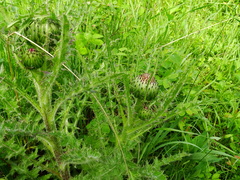 Cirsium drummondii