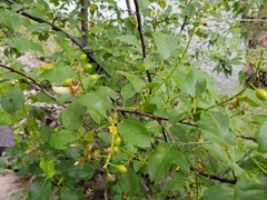 Prunus virginiana