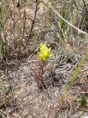Orthocarpus barbatus