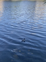 Anas platyrhynchos