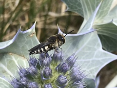 Coelioxys conoideus