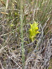 Orthocarpus barbatus