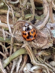 Harmonia axyridis