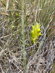 Orthocarpus barbatus