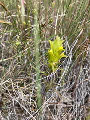 Orthocarpus barbatus