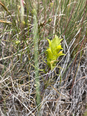 Orthocarpus barbatus