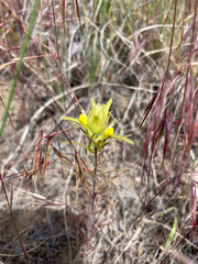 Orthocarpus barbatus
