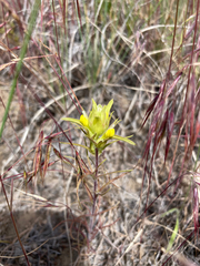 Orthocarpus barbatus
