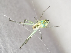 Leucauge venusta