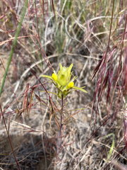Orthocarpus barbatus