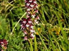 Neotinea ustulata ustulata