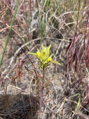 Orthocarpus barbatus