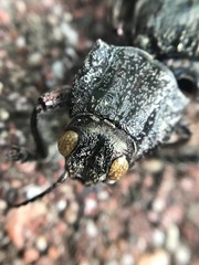 Texania fulleri