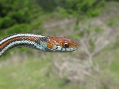 Thamnophis sirtalis tetrataenia
