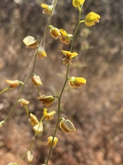 Streptanthus polygaloides