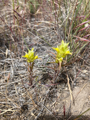 Orthocarpus barbatus