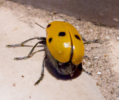 Lachnaia sexpunctata